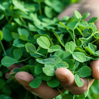 Paprastasis raudonėlis (Origanum vulgare)